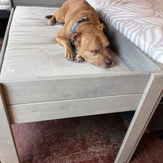 a brown dog laying on top of a wooden table next to a white bed sheet