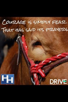 a brown cow with a red rope around it's neck and the words, courage is simply fear that has said its prayer