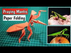 an origami praying mantis paper folding