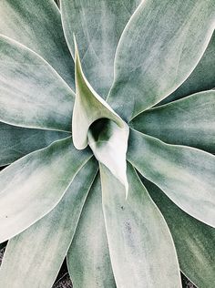 the top view of a large green plant