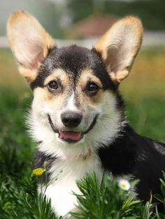 a small dog sitting in the grass with its tongue out and eyes wide open, looking at the camera