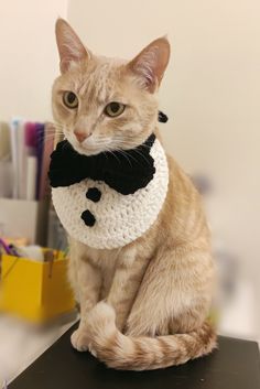 a cat sitting on top of a desk wearing a black and white scarf with a bow tie