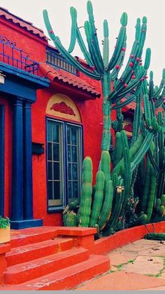 a large cactus next to a red building