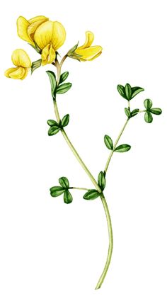 Botanical illustration of birds foot trefoil, demonstrating a trifoliolate compound leaf Birds Foot Trefoil, Lizzie Harper, Bach Flowers, Heather Plant, Fashion Pose, Common Birds, Australian Native Flowers, Simple Leaf, Octopus Tattoo