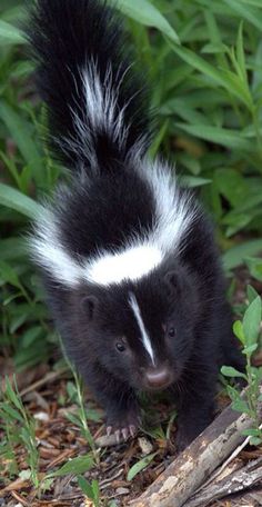 a black and white striped skunket walking through the grass in front of some plants