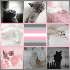 a collage of photos with cats and kittens on them in pink, grey and white