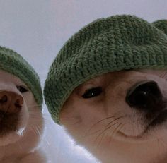 two small dogs wearing knitted hats on their heads