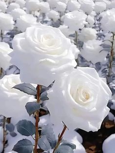 several white roses are growing in the snow