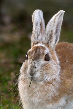 a brown and white rabbit with grass in its mouth