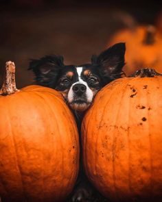 a small dog peeking out from between two pumpkins