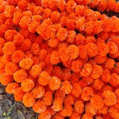 bright orange flowers are blooming on the ground