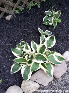 some green and white plants in the dirt near rocks, gravel stones and wood fence