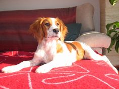 a brown and white dog laying on top of a red blanket