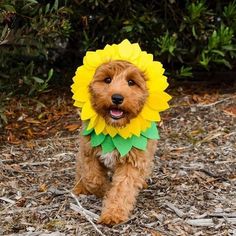 a small dog wearing a sunflower costume