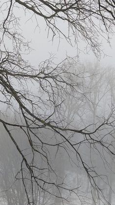 a black and white photo of trees with no leaves on them in the winter snow