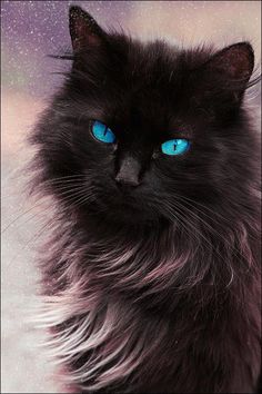 a long haired black cat with yellow eyes