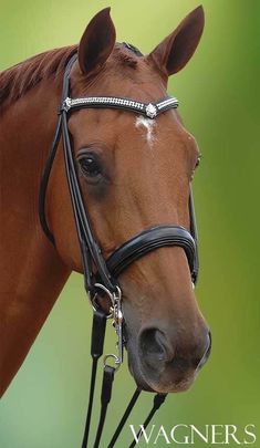 a brown horse wearing a bridle on its head