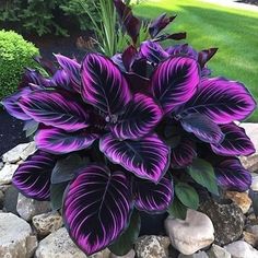 there is a purple and black flower in the middle of some rocks on the ground