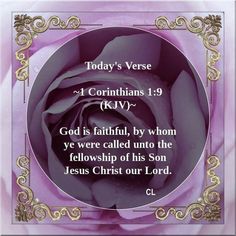 a purple rose with the words today's verse in gold and white on it