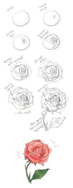 a drawing of a rose that is in different stages of blooming