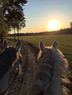 two horses walking down a dirt road in front of the setting sun on a sunny day