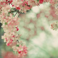 pink and white flowers are hanging from a tree