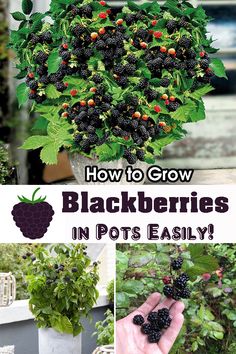 how to grow blackberries in pots easily