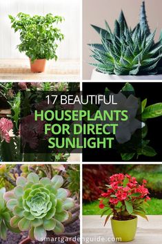 different types of houseplants for direct sunlight