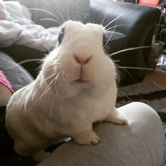 a white rabbit sitting on top of a couch