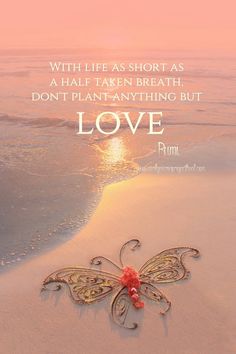 a quote from rumi about love and life on the beach with an image of a butterfly