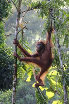 Borneo Wildlife Photography Borneo Orangutan, Borneo Rainforest, Kodiak Island, Jungle Life, Animals Flowers, Nature Wallpapers, Great Ape, Most Beautiful Animals