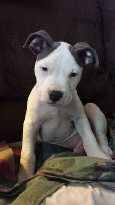 a white and gray dog sitting on top of a bed