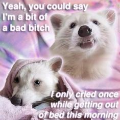 Yeah, you could say I'm a bit of a bad bitch. I only cried once while getting out of bed this morning. Awesome Possum, Getting Out Of Bed, Funny Profile Pictures, Wholesome Memes, Animal Quotes