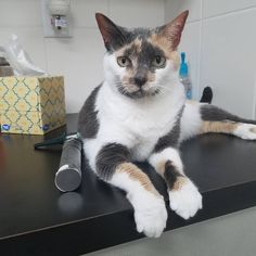 a cat sitting on top of a counter next to a hair dryer