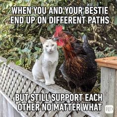 a cat sitting on top of a fence next to a chicken