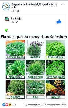 a bunch of plants that are in spanish