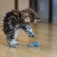 a kitten playing with a mouse on the floor