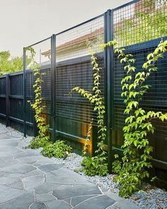 an iron fence with green plants growing on it and stone walkway next to the fence