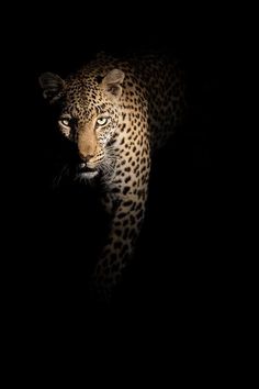 a leopard walking in the dark with its head turned towards the camera and it's light on