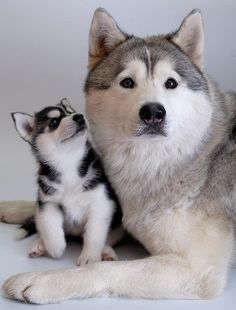 two husky dogs are sitting next to each other on the white floor and one dog is looking up at the camera