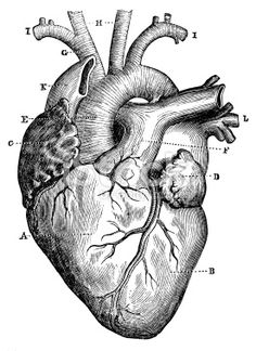 a black and white drawing of a human heart