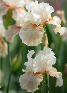 some very pretty white flowers in a field