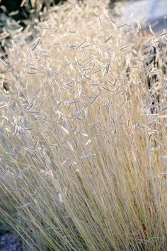 some very pretty looking plants by the side of the road with snow on them and grass blowing in the wind