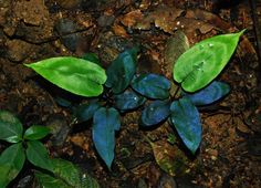 some blue and green leaves on the ground