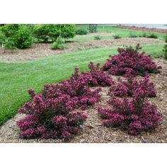 purple flowers are growing in the middle of a garden area with green grass and trees