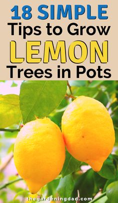 Growing Lemon Trees in pots is surprisingly easy. Get 18 SIMPLE Tips for growing more lemons all year round! #lemon #citrus Garden Prep, Lemon Plant