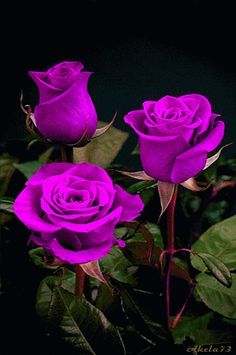 three purple roses with green leaves in the dark