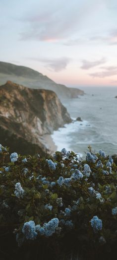 blue flowers growing on the side of a cliff next to the ocean