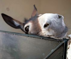 a donkey sticking its head over the side of a fence to look at the camera