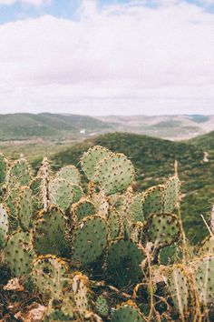 cactus plants in the desert with mountains in the background